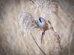 P1140043-Enhanced-NR