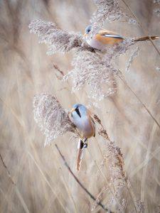 P1140044-Enhanced-NR