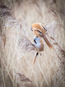 P1140047-Enhanced-NR