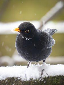 P1160051-Enhanced-NR