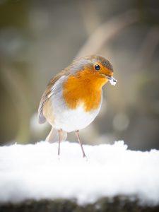 P1160147-Enhanced-NR