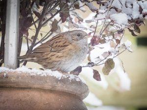 P1160251-Enhanced-NR