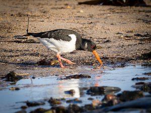 OYSTER CATCHER