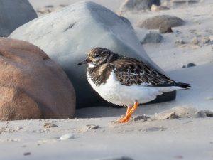 TURNSTONE