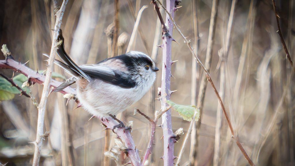 long tailed tit