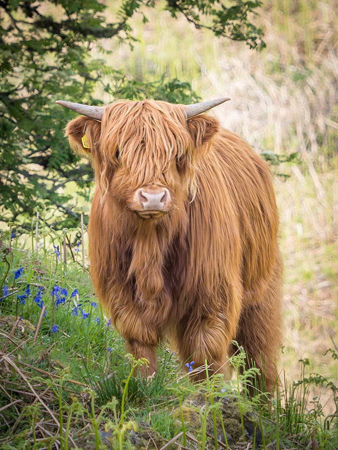 highland cattle