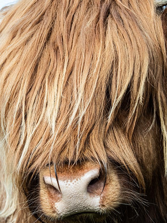 highland cattle close up