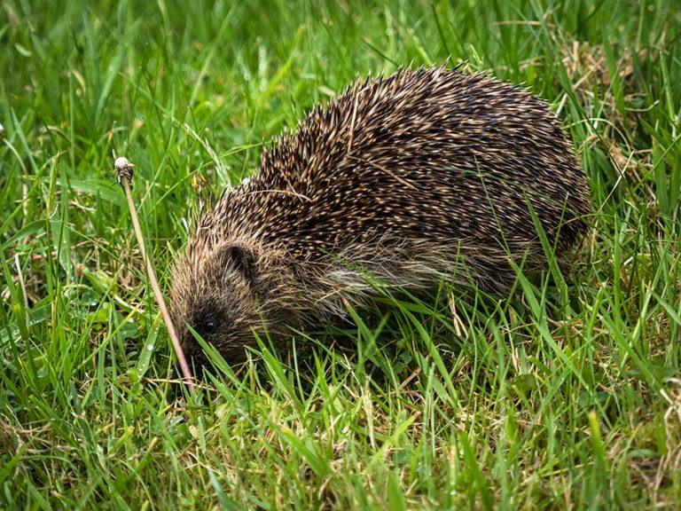 hedgehog