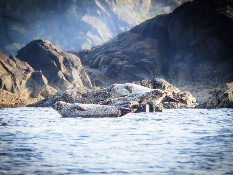seals in water and on rocks