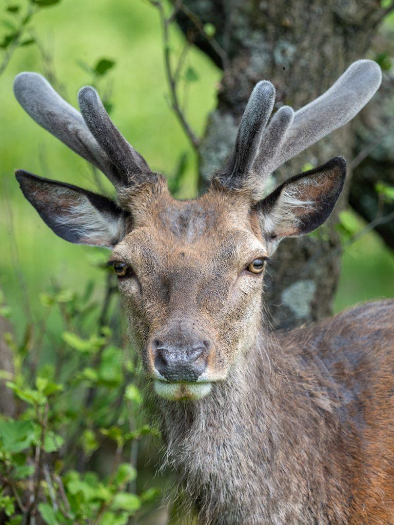 close up of a red deer
