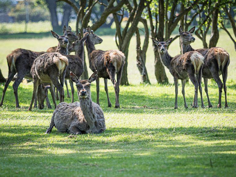 herd of red deer