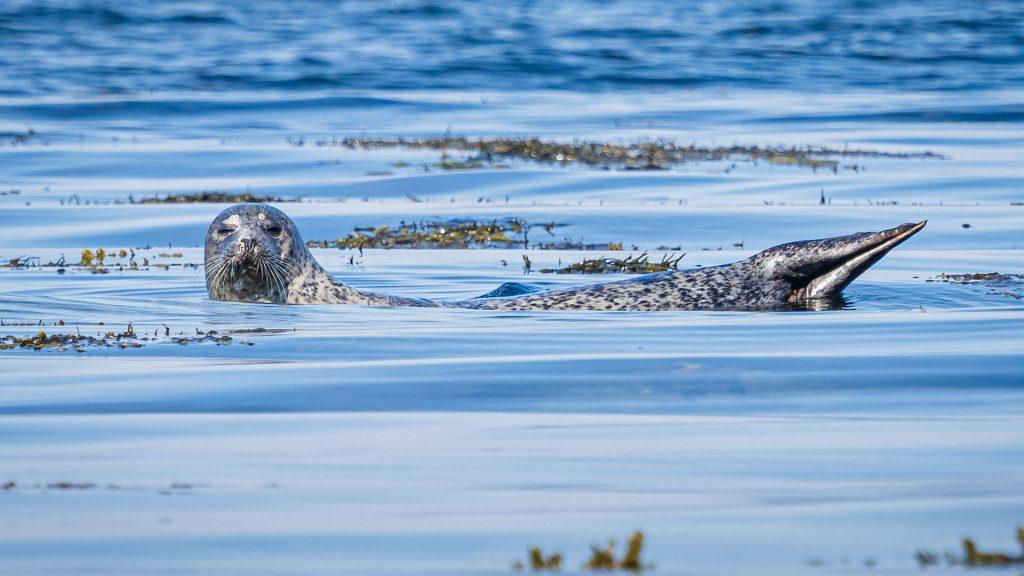 Seal in water