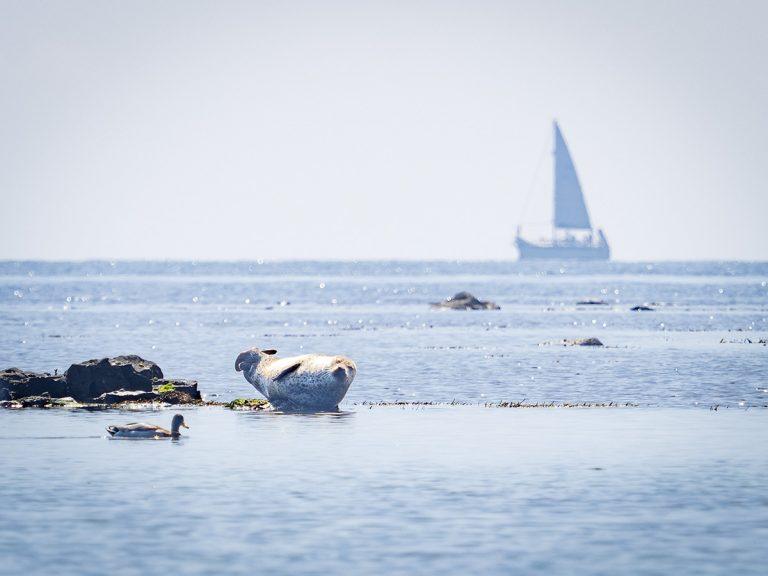 a seal, duck and boat