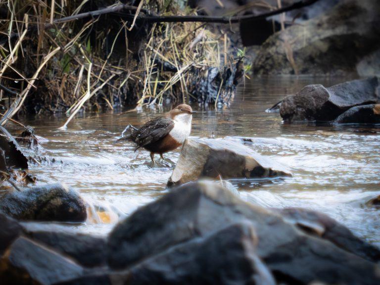 dipper in the river