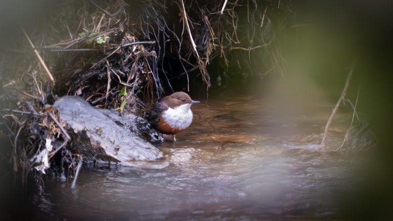dipper on the river