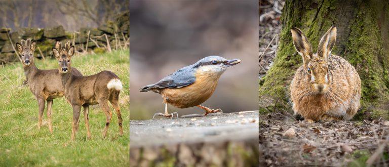 two deer, a nuthatch and a brown hare