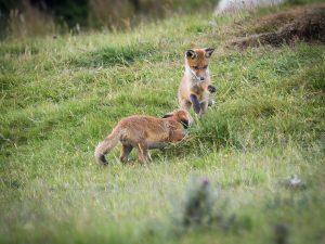 fox cubs
