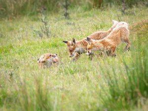 fox cubs