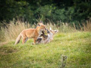 fox cubs
