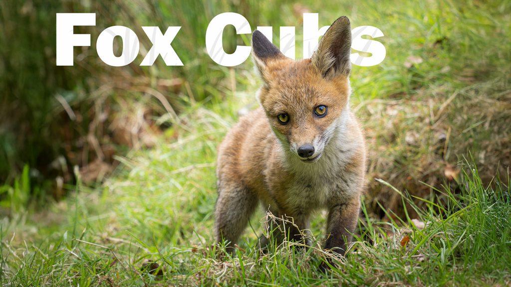 fox cub