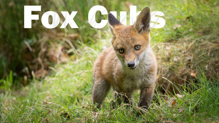 fox cub