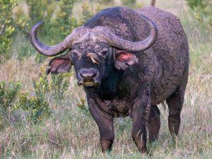 buffalo