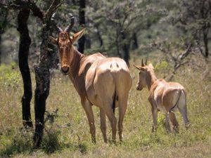 Eland with calf
