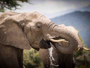 close up of elephant drinking
