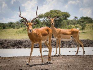 Male and female impala
