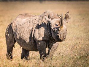 rhino