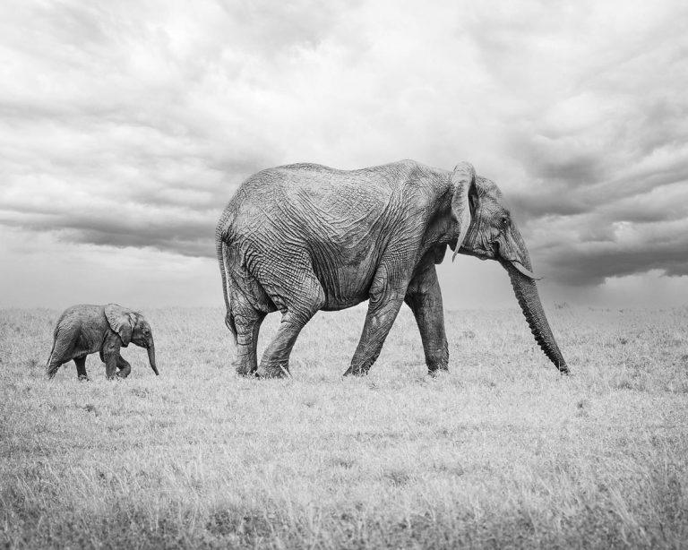 elephant with cub walking