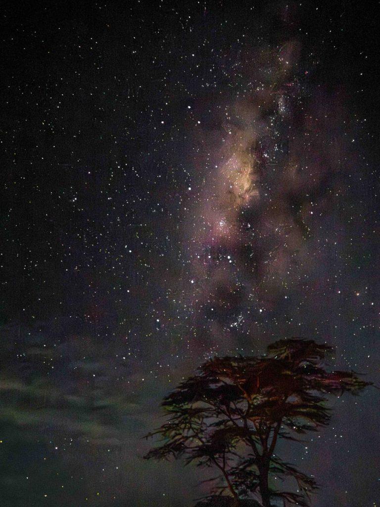 milky way above acacia tree