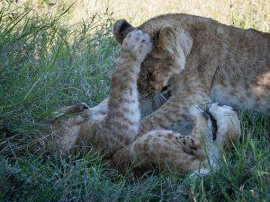 lion cubs playing