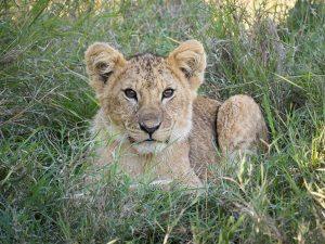 lion cub