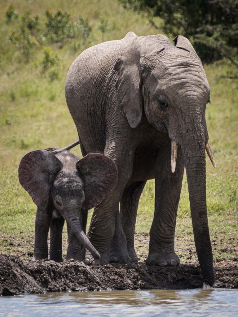 adult and baby elephant drinking