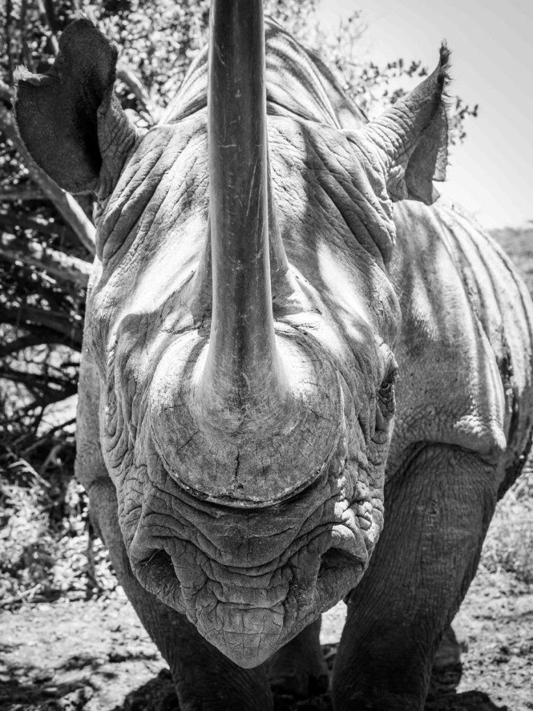 close up of a rhino