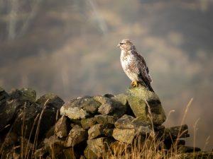 Buzzard on a wall