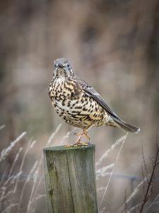 Mistle thrush sat on a fence post