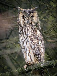 Long eared owl on a branch