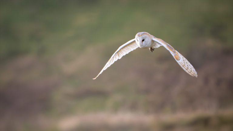 barn owl flying