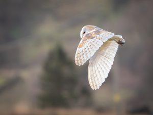 barn owl in flight