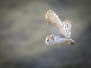 barn owl in flight