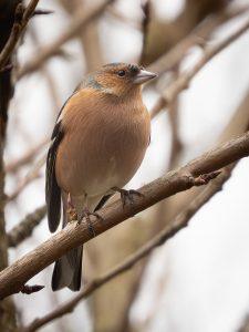 Male chaffinch on a branch