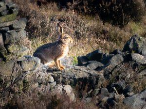 Hare sat on broken wall