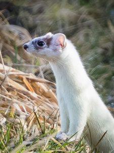 stoat