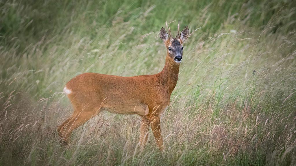 roe buck in the long grass