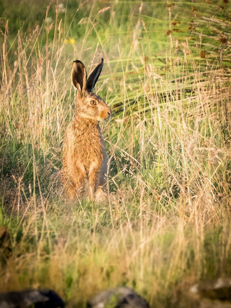 Hare sat in grass
