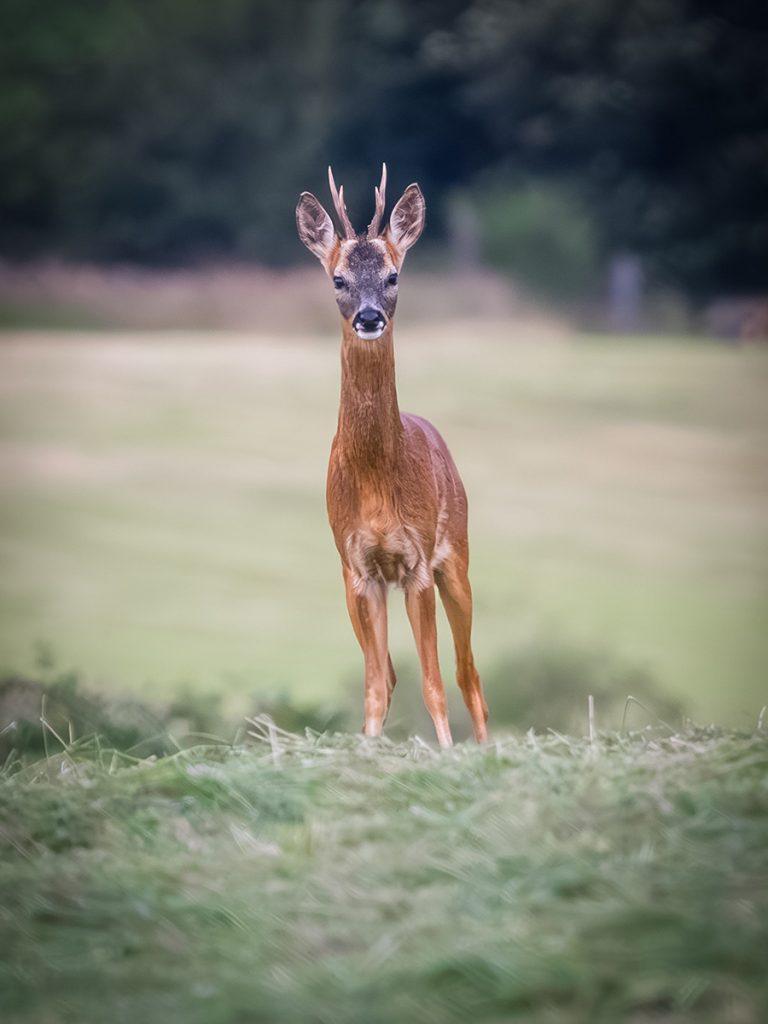 roe buck