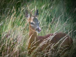 roe buck sticking tongue out