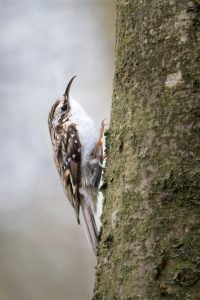 tree creeper